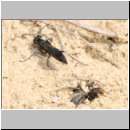 Pompilus cinereus - Wegwespe w43 9mm mit Spinne.jpg